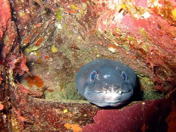 Los 10 peces mas temibles de la tierra