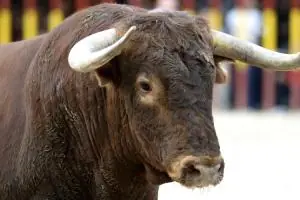 toros
