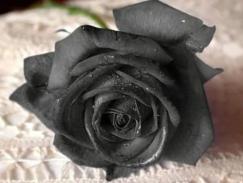 negra