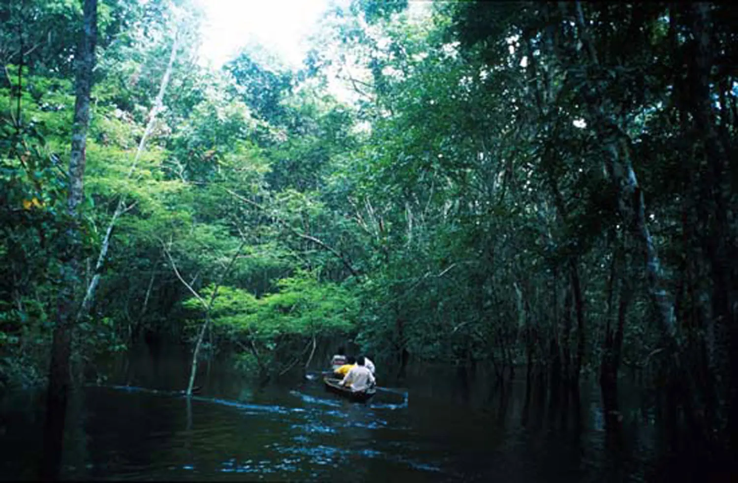 Sequía en la selva amazónica