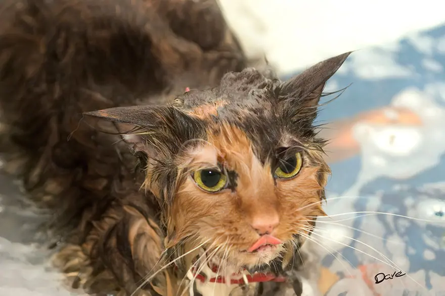El enojo de los gatos a la hora del baño