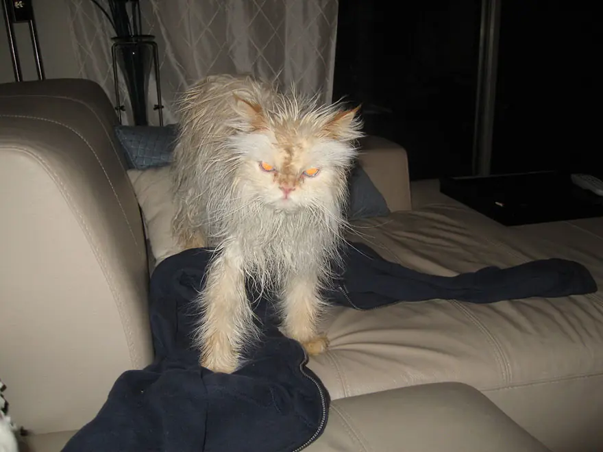 gatos