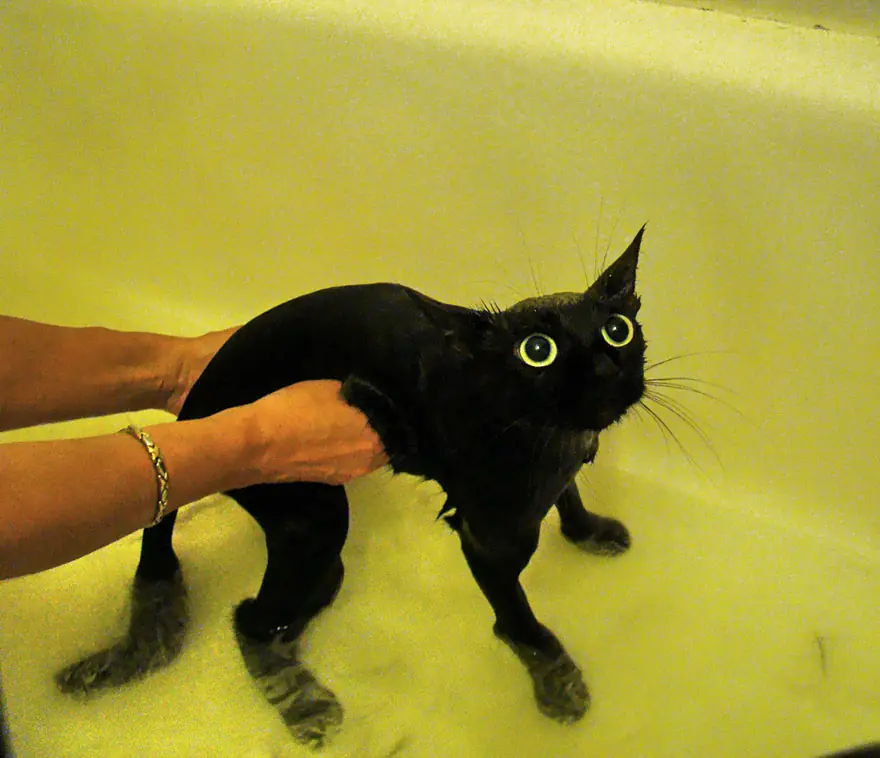 El enojo de los gatos a la hora del baño