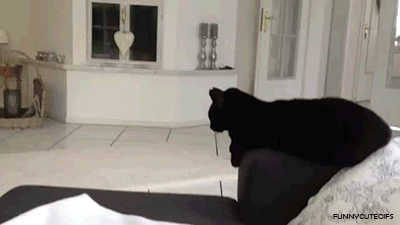 El Gato y el Ladrón