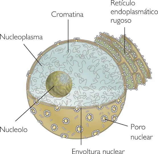 ¿Sabes todo sobre la célula?