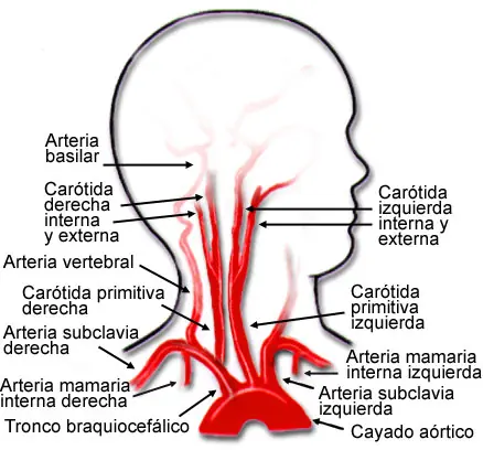 cerebro