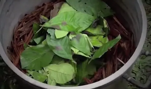 ¿Es realmente peligroso tomar ayahuasca?