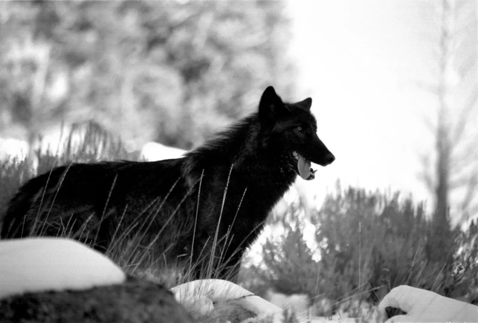 animal