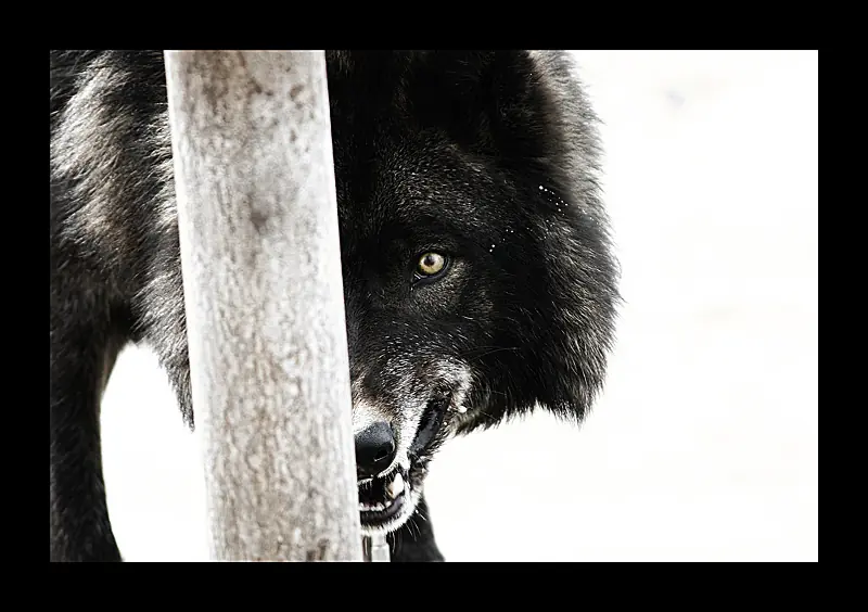 Lobo