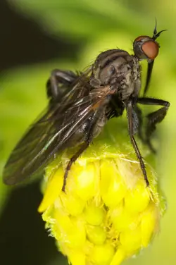 Macro fotografía económica con tubos de extensión