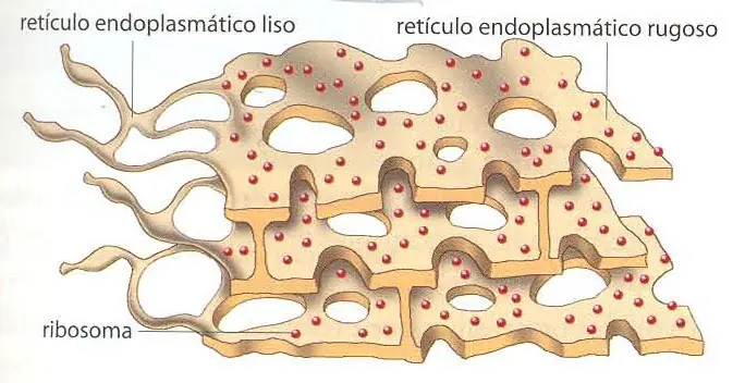 Secundario
