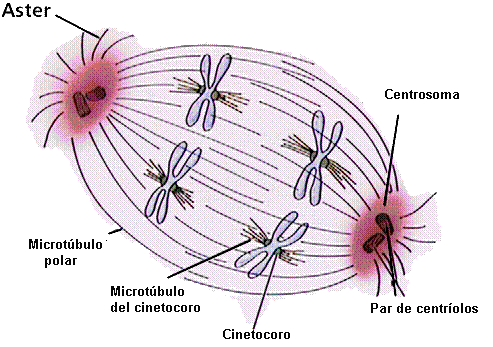 formada