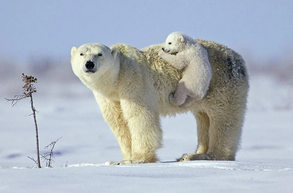 tiernos