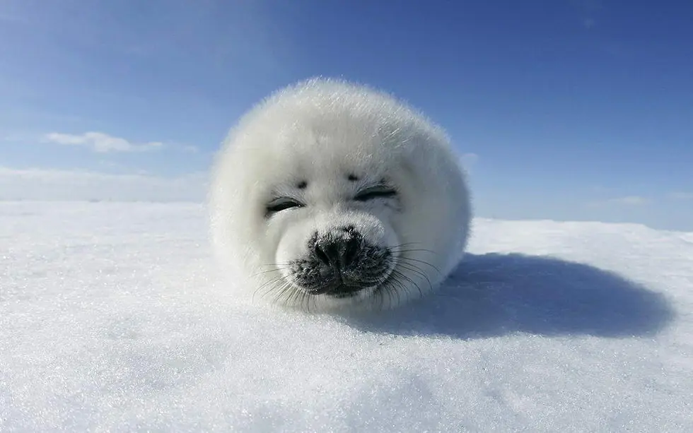Animales
