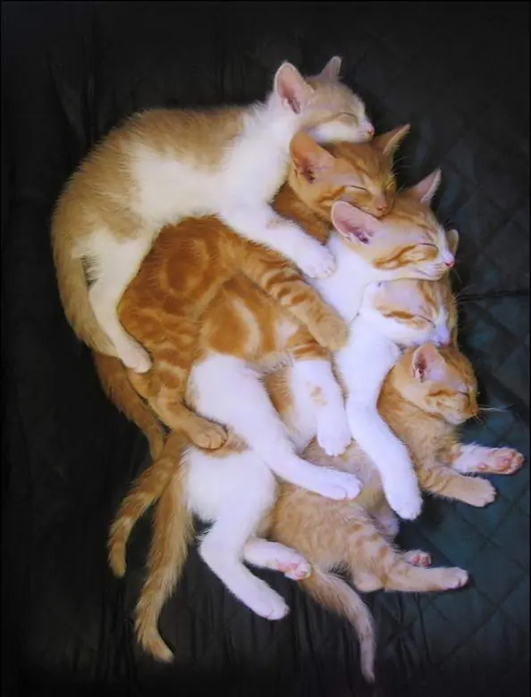 los animales si que son tiernos!