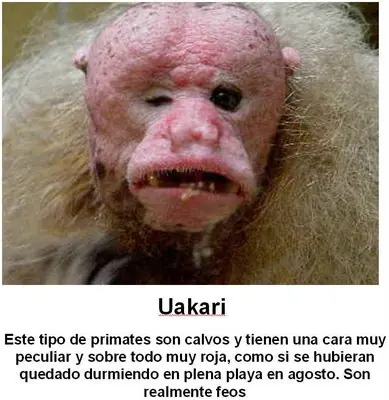 fusion de animales raros y que salio...........