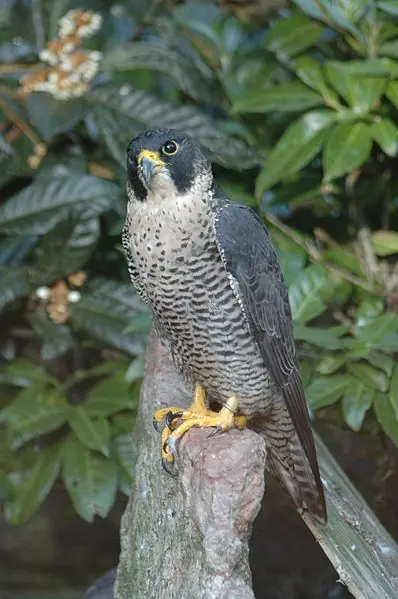 Parque nacional Henri Pittier