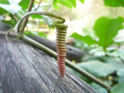 naturaleza