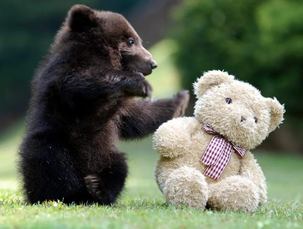 animales tiernos