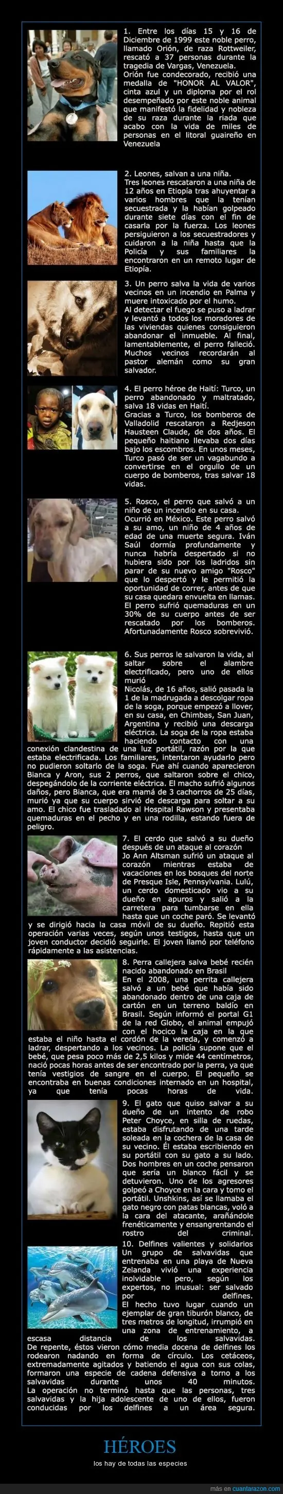 Animales