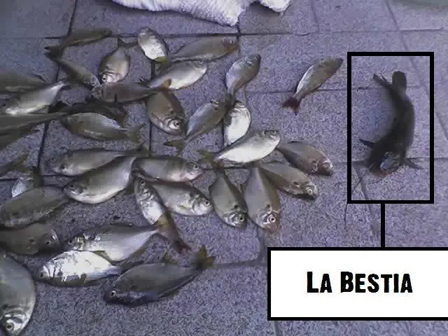Pesca