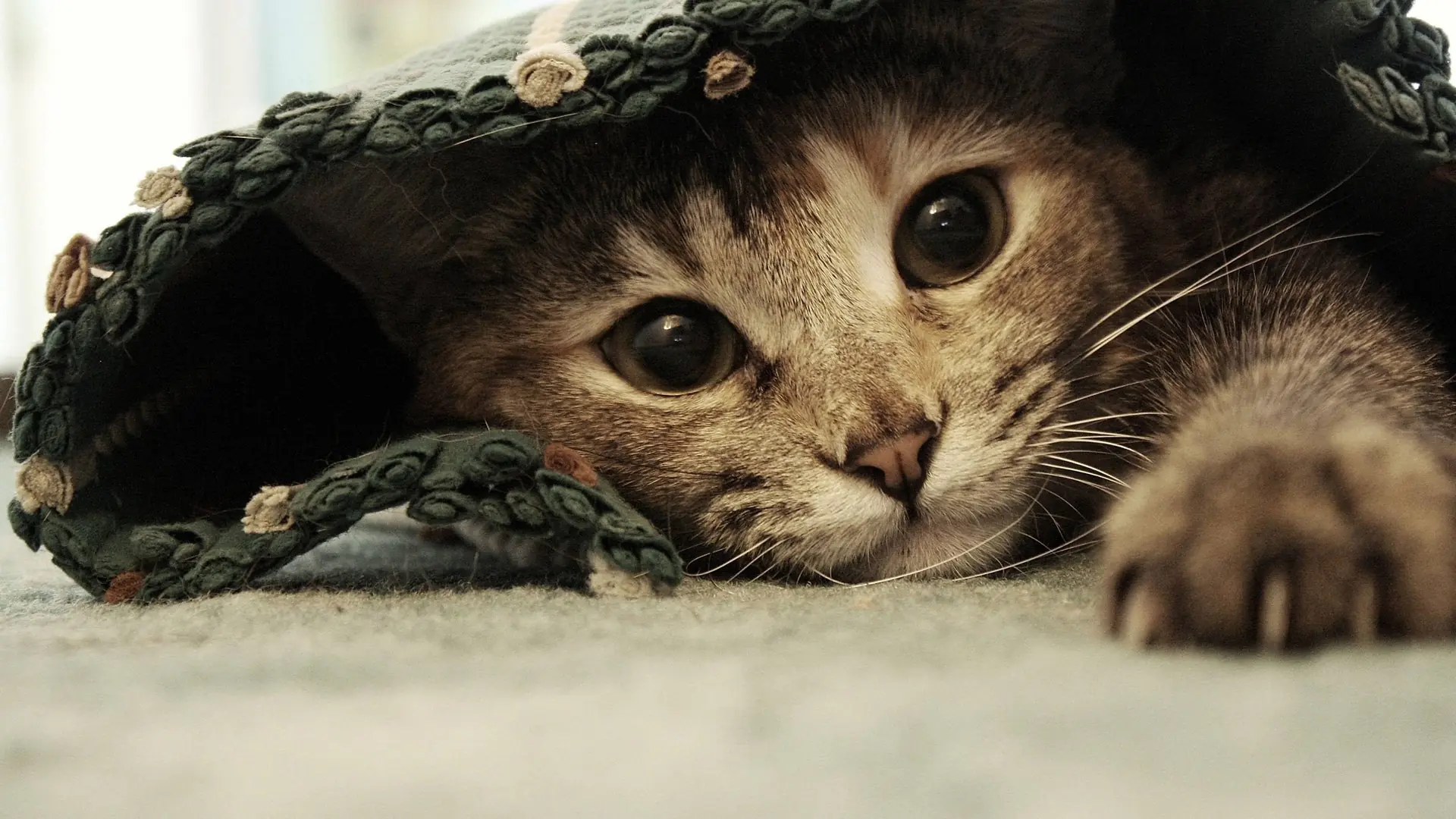 50 curiosidades sobre los gatos