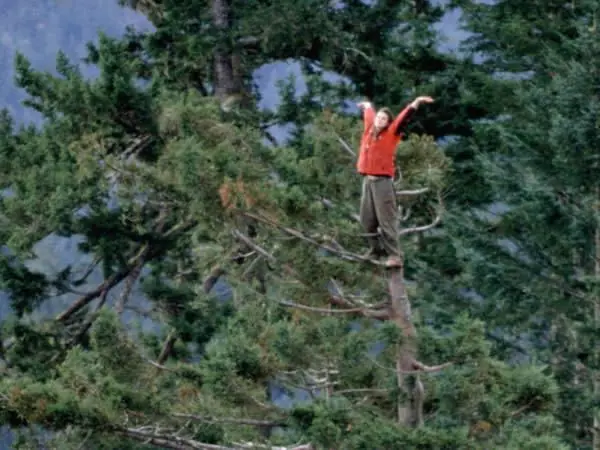 Sequoia