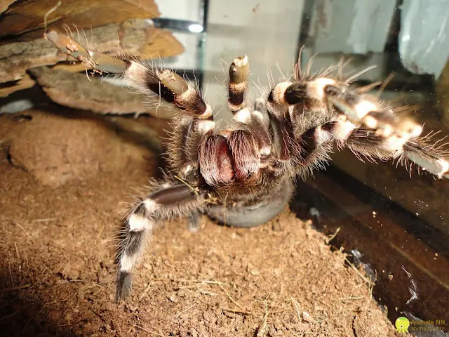 patas