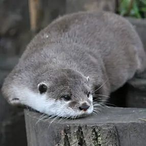 Depredadores de las nutrias