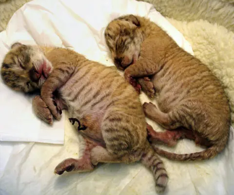 Animales extraordinarios: Ligre, Tigón & Leopón