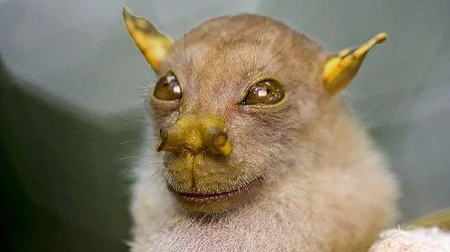 rana