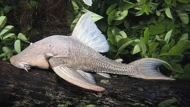 raras