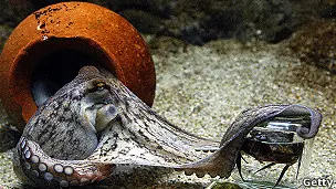curiosas