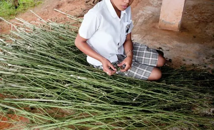 Marihuana Colombiana: El trabajo campesino que pocos conocen