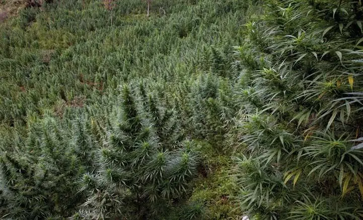 marihuana