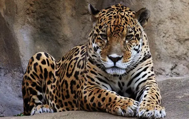 Los animales más mortíferos