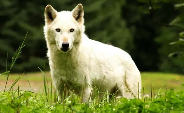 los animales mas mortales del mu