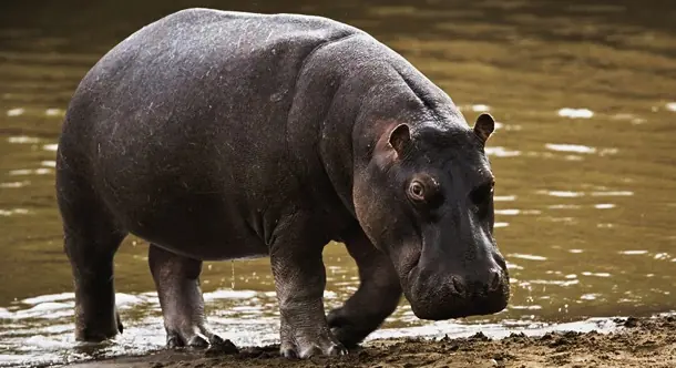 mortifero