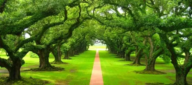 Conexiones energeticas con la naturaleza