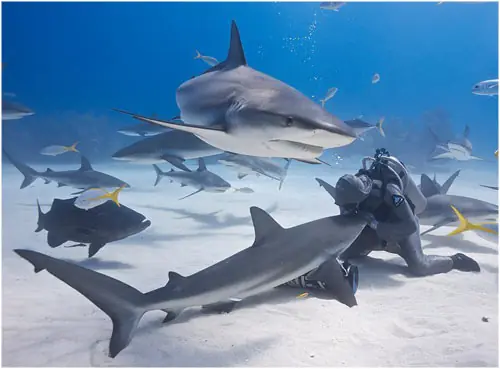 Hipnotizando tiburones