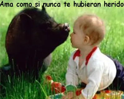 camino
