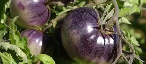¿Probarías jitomates morados? contra el cancer
