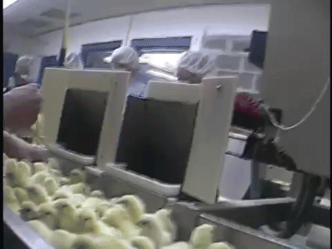 Cosas que las Industrias de Huevo no Quieren que veas