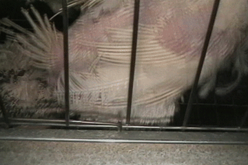 maltrado animal