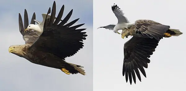 Como Fue Destruida La Fuerza Aerea de Benin