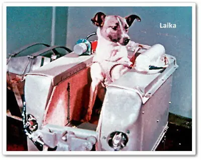 Animales enviados al espacio !