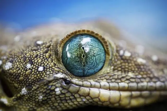 caracol