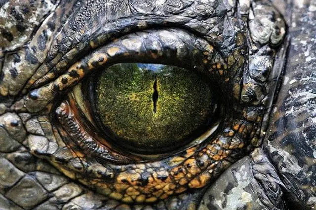 filosoraptor