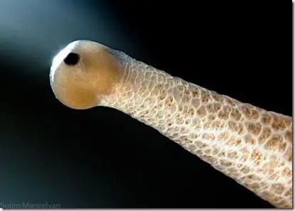caracol