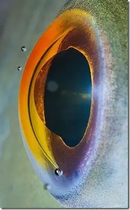 Increíble galería de ojos de animales.